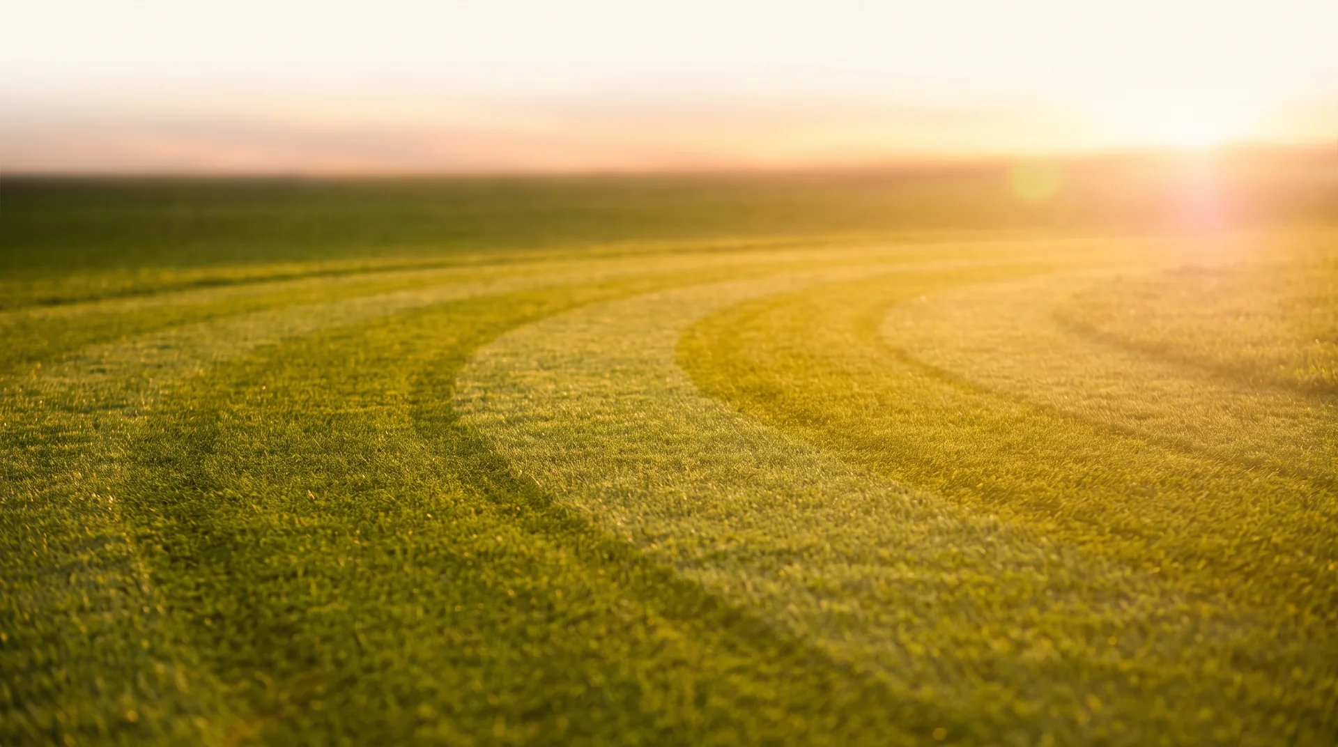 Mower stripes curving across a lawn at dusk