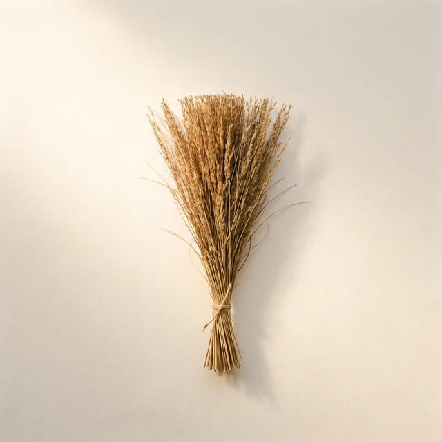 A tuft of ornamental grass trimmed level across the top